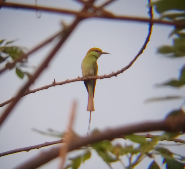 asian_bee_eater.png
