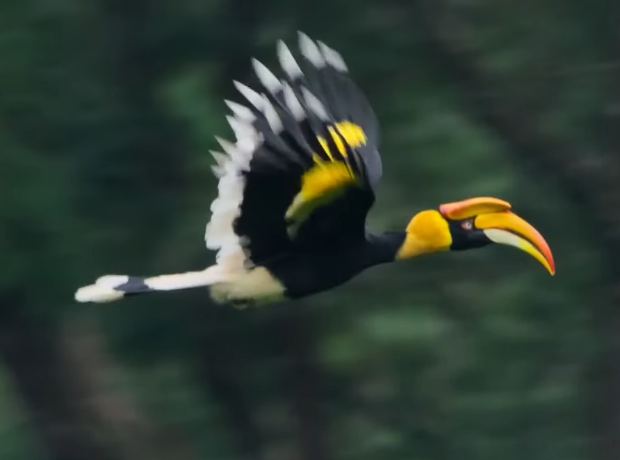 great_hornbill.png
