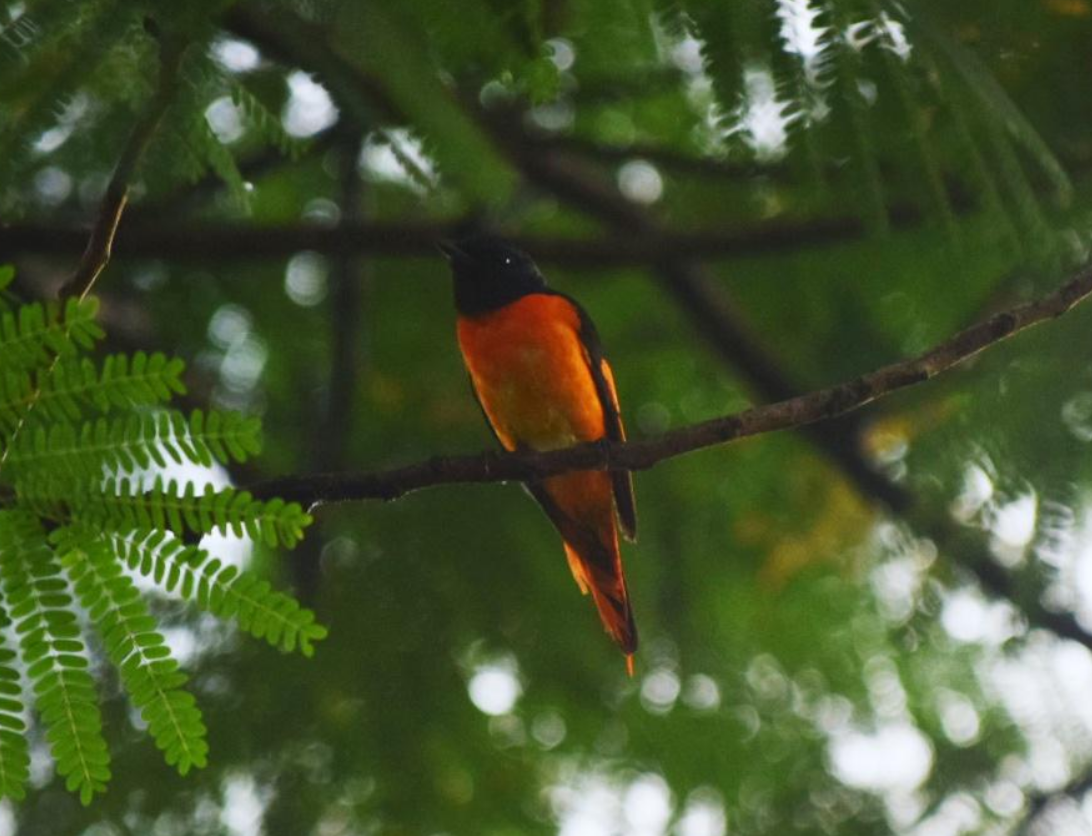 orange_minivet.png