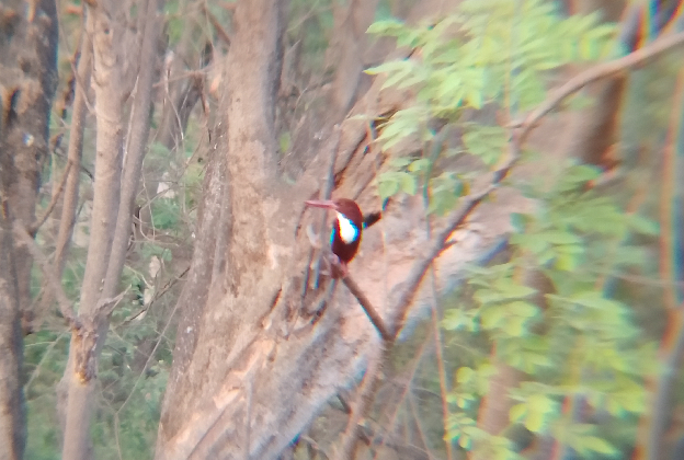 white_throated_kingfisher.png