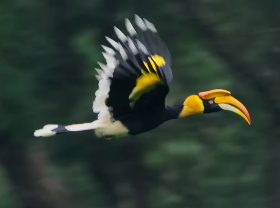 Great hornbill